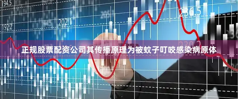 正规股票配资公司其传播原理为被蚊子叮咬感染病原体